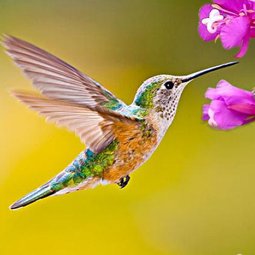 Icon The Hummingbird