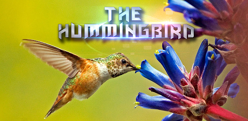 Thumbnail The Hummingbird